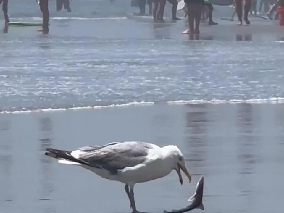 Doesn’t this damn seagull know that sharks lives matter! Sharks Florida Seagull Floridian 