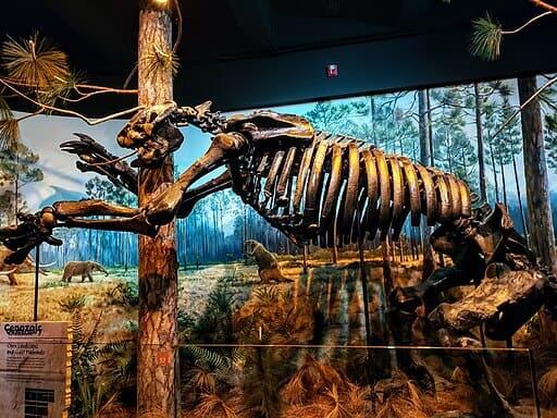 The Giant Sloth That Used Its Claws Like Swords - NewsBreak