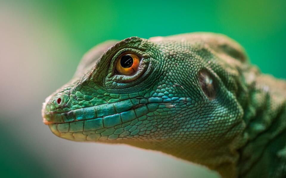The Most Invasive Lizard Species in the World - NewsBreak