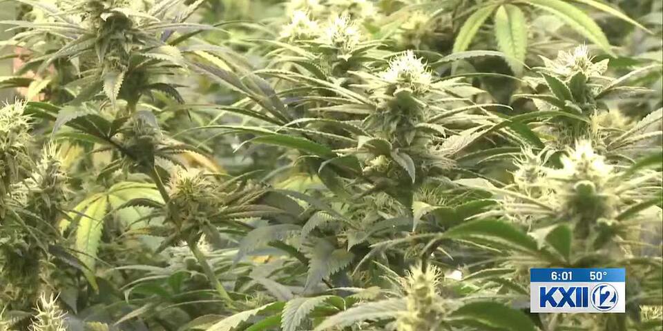 Abandoned illegal Oklahoma marijuana grows leave behind toxic mess ...