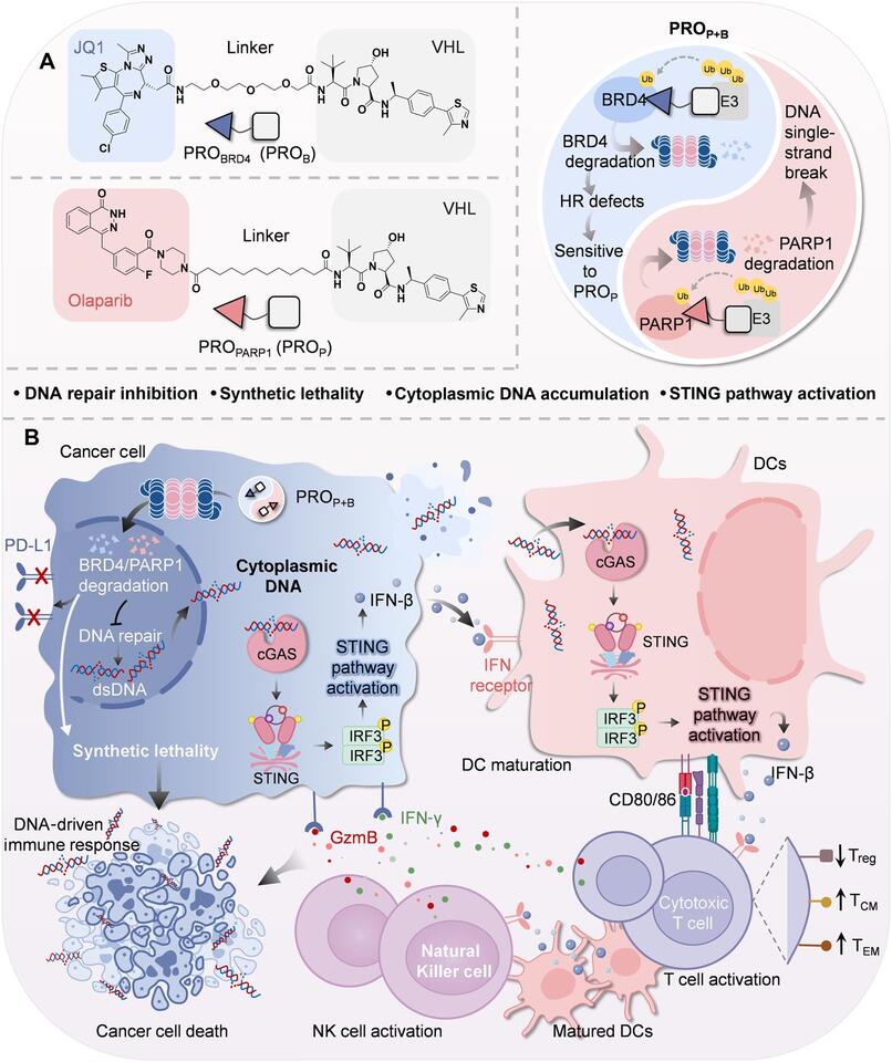 PROTAC-based synthetic lethality strategy endogenously activates ...