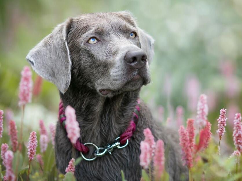 What Kind of Dog Is Brian Griffin from Family Guy? Breed Information, Pictures, and Facts