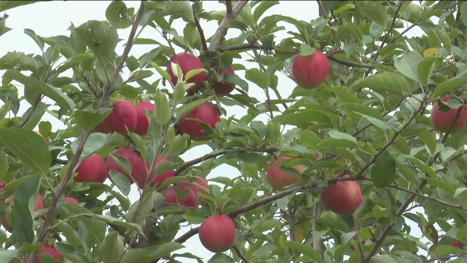 Apples ready for picking early at Wilson’s Orchard