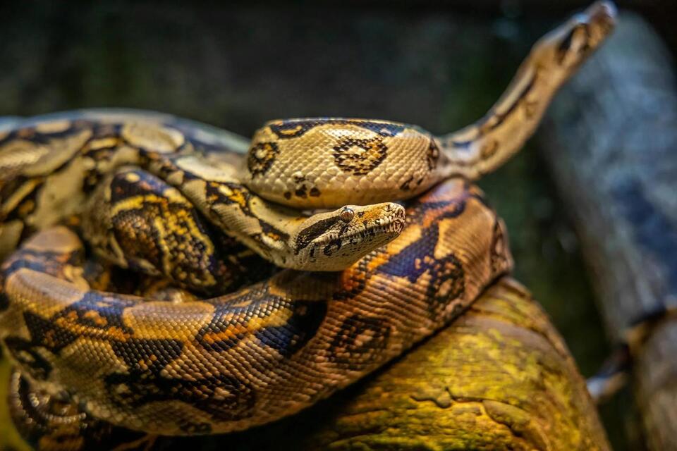 Why Snake Breeds Are the New Trend in Exotic Pets for 2025 - NewsBreak