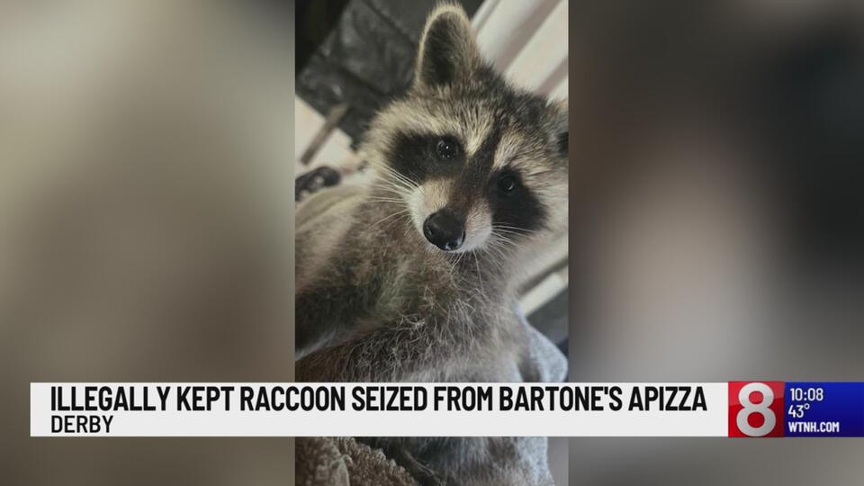 ‘I just didn’t want her to die:’ Illegally kept raccoon removed from ...