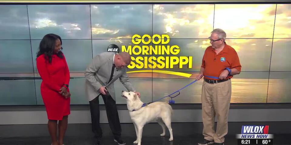 Gulf Coast Mardi Paw Cluster Dog Show happening at the Harrison County ...