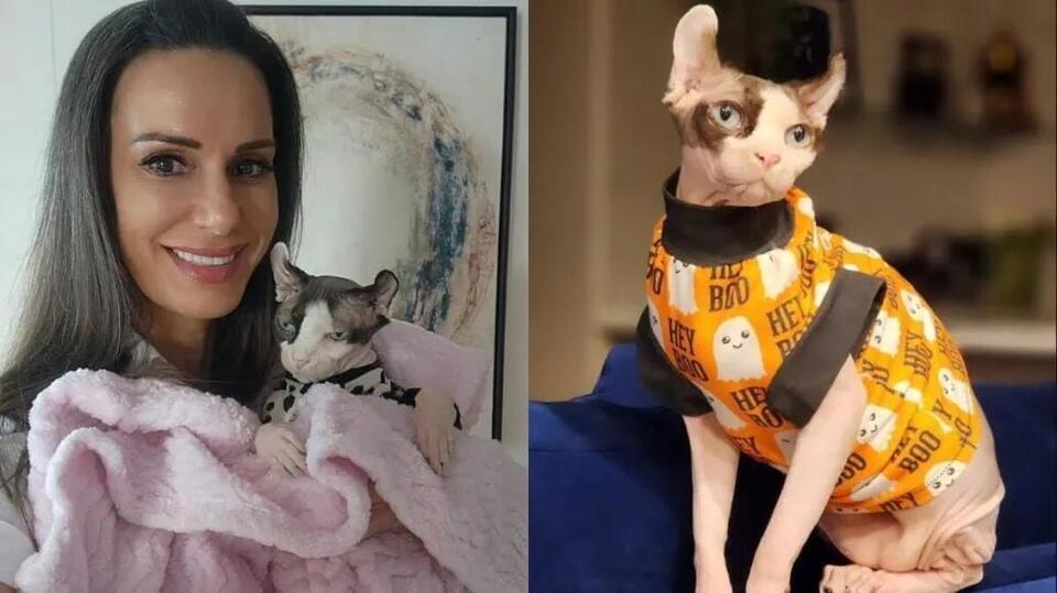 Captain Kate’s Seafaring Cat, Bug Naked, Passes Away After Dental ...