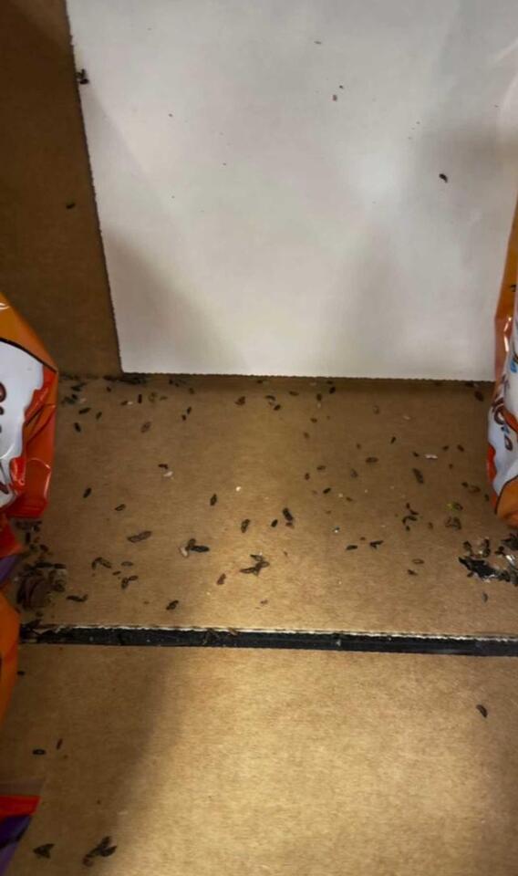 Mice Feces Found On Shelves At Somerdale Walmart - NewsBreak