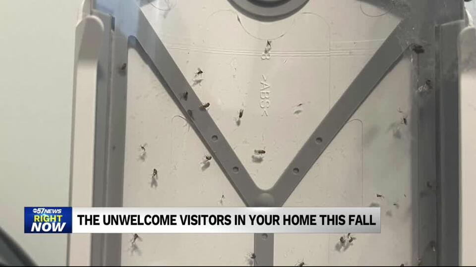 Are small flies invading your home right now? Here's what it could be ...