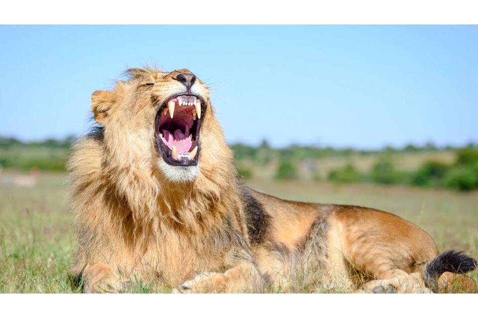 Wildlife Conservation as a Key Factor in Preventing Zoonotic Diseases ...
