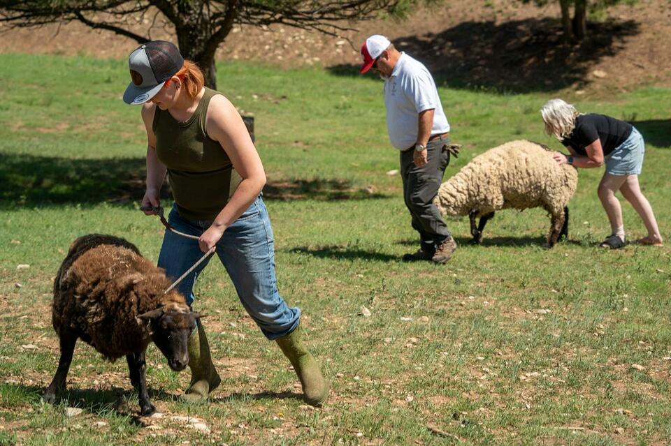 A Second Life for Farm Animals: Little J Ranch