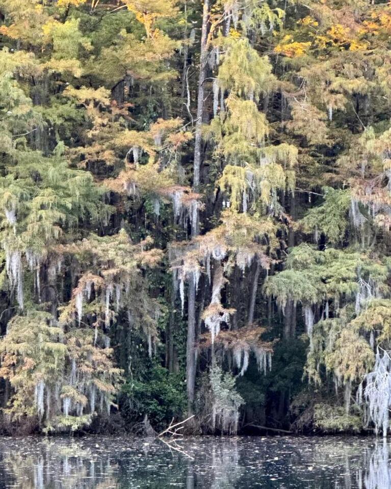Cape Fear River Watch to host Halloween-themed walking and kayak tours ...
