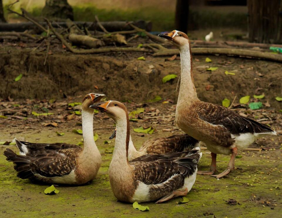 Avian Flu Regulations in Alaska: What Poultry Owners Need to Know