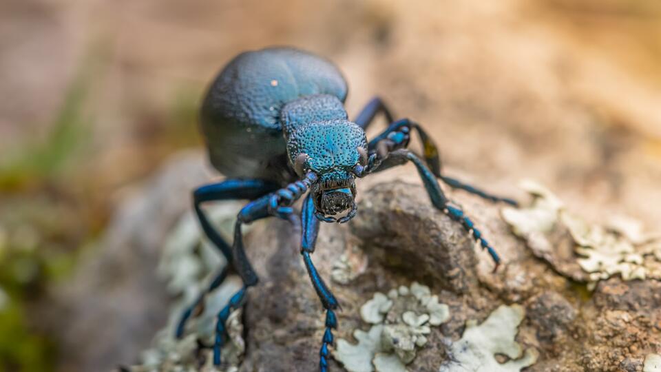 What Prehistoric Insects Reveal About Ancient Climates - NewsBreak