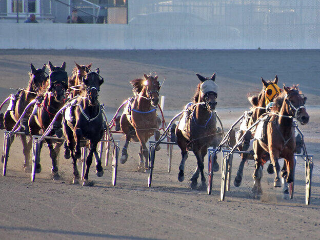 Harrington Raceway harness racing entries/results