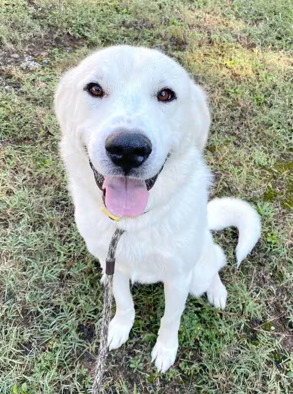 🐶 Playful, Gentle & Loyal Dogs Ready for Adoption in Monroe - NewsBreak