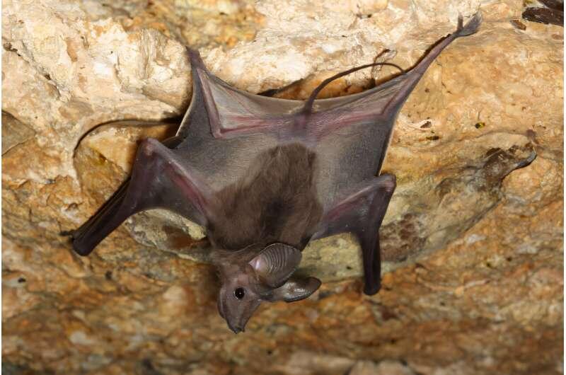How one species of bat uses its tail to navigate backwards in caves ...