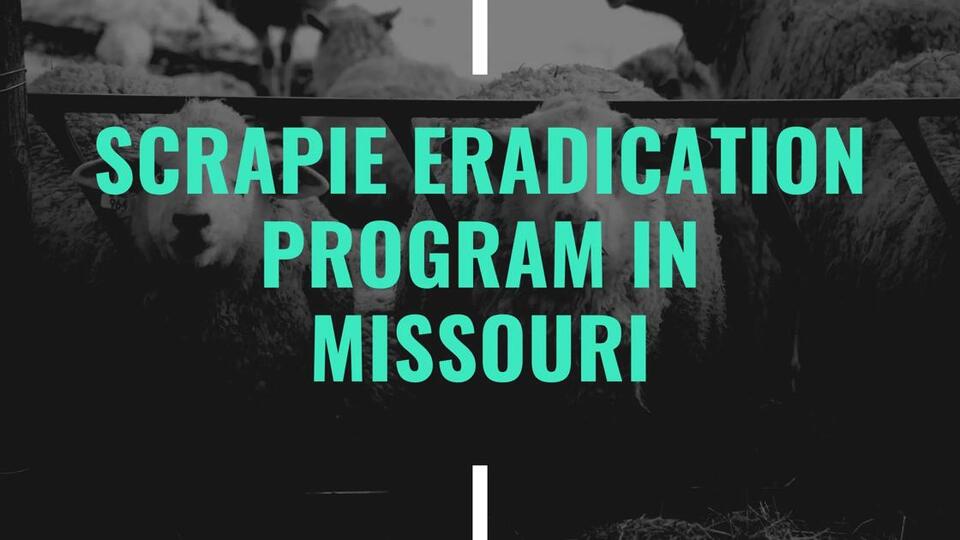 Missouri Scrapie Eradication Program: What Sheep and Goat Producers Need to Know
