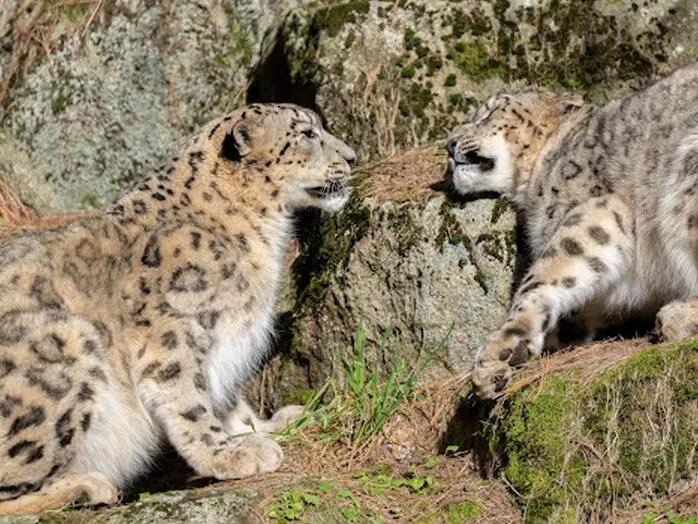 Seattle's Woodland Park Zoo welcomes 3 newborn snow leopard cubs