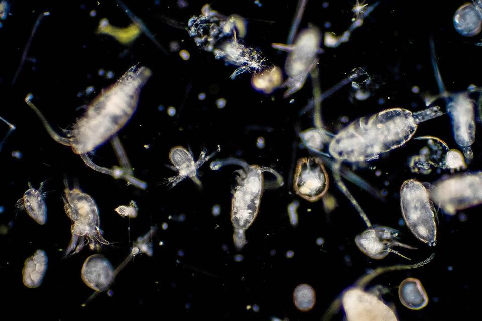 These tiny creatures play an outsized role in Southern Ocean carbon ...