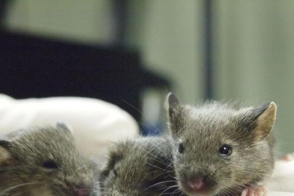 Mouse Study Shows Repeated Cloning Causes Grave Genetic Mutations ...