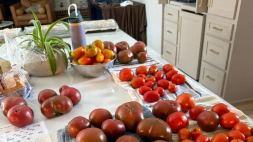 Tomato growers are split over pruning, as one camp says plants should ...