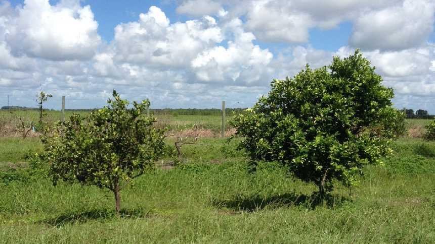 New Citrus Greening Treatment Product Gets Green Light from EPA