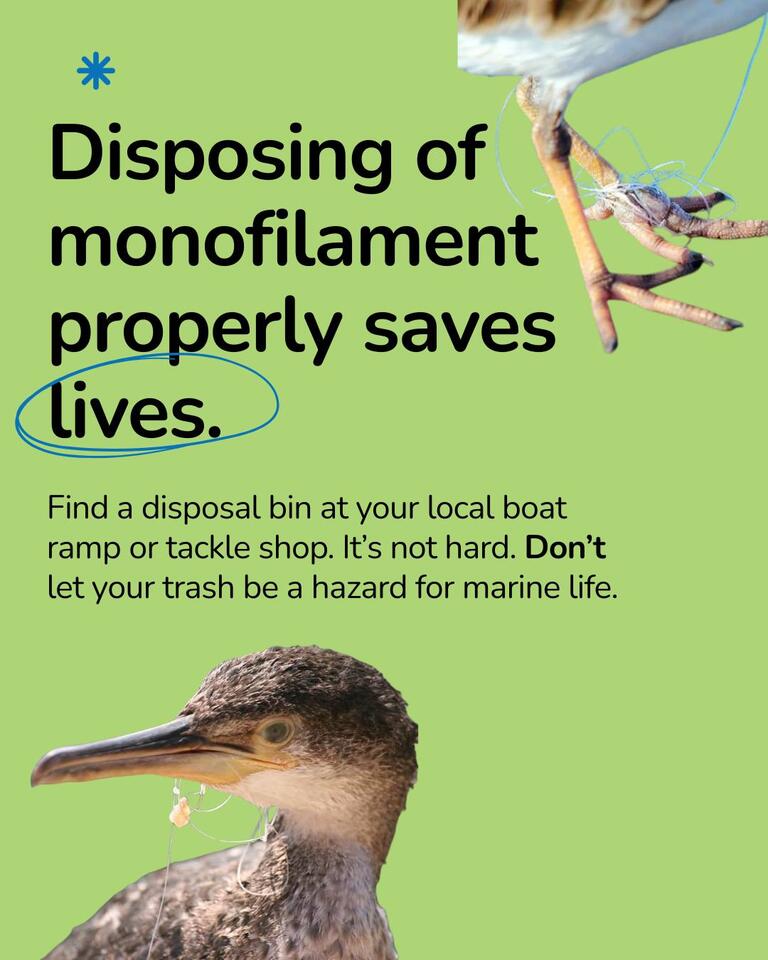 Help Prevent Bird Deaths from Fishing Line - NewsBreak
