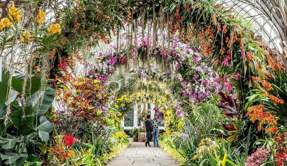 The Annual Orchid Show Returns To The New York Botanical Garden In February News Break
