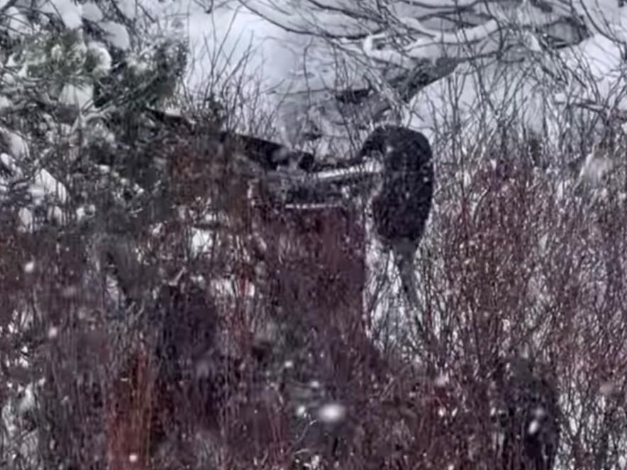 ‘Extremely lucky to escape,’ Car slides off snow covered road