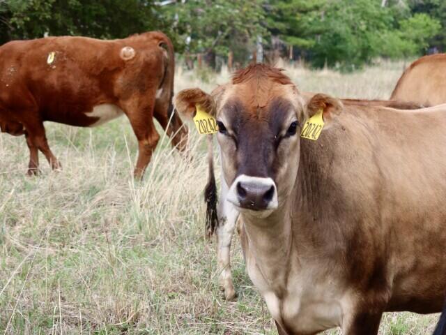 Boulder cattle grazing pilot cuts wildfire risk in Shanahan Ridge