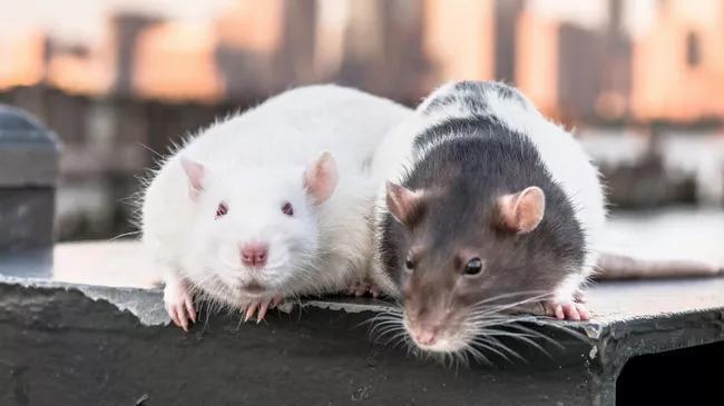 3 Ohio Cities Among The Most 'Rodent-Infested' Cities In America ...