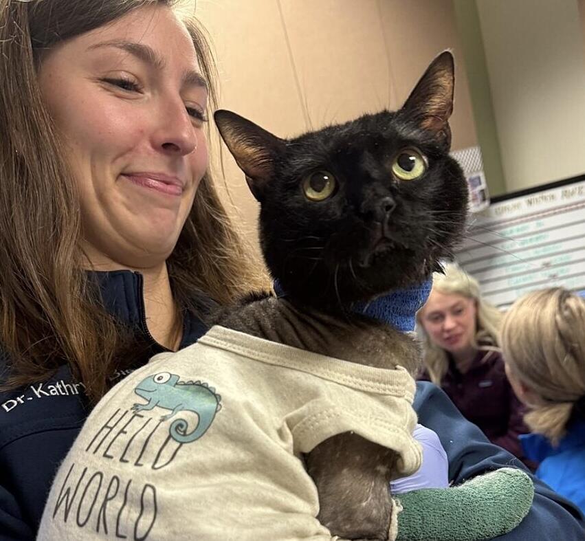 Rescued cat overcomes devastating injuries at UF Small Animal Hospital ...