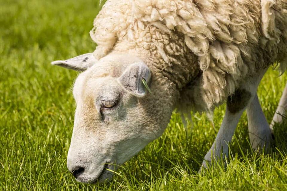 10 Animals That Yield Wool - NewsBreak