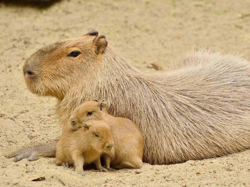 5 Great Zoos Where You Can See Capybaras