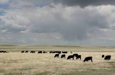 Bill in Congress lays the groundwork for one way to grow nation’s cow herd