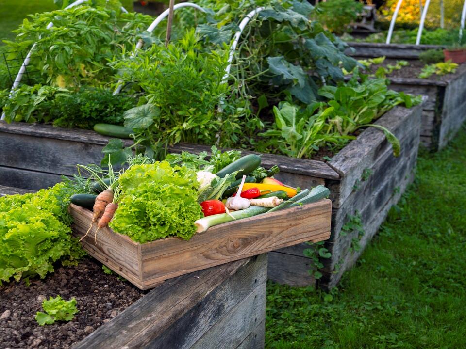Plants never to grow in a raised bed 5 varieties to avoid, and what