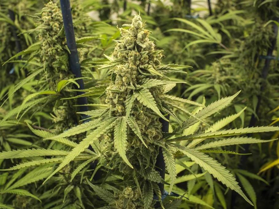 Delaware Awards State’s FirstEver Recreational Marijuana Business Licenses