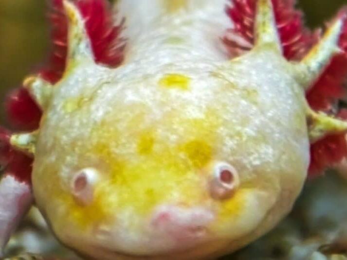 10-incredible-axolotl-facts