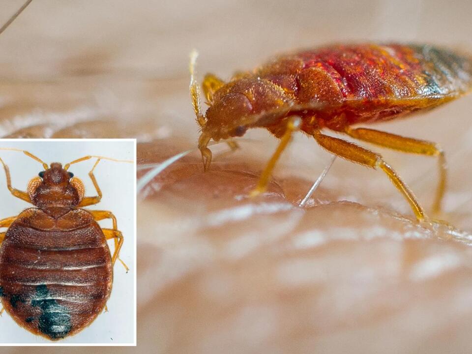 Infested Apple NYC sees revolting surge in bed bug complaints