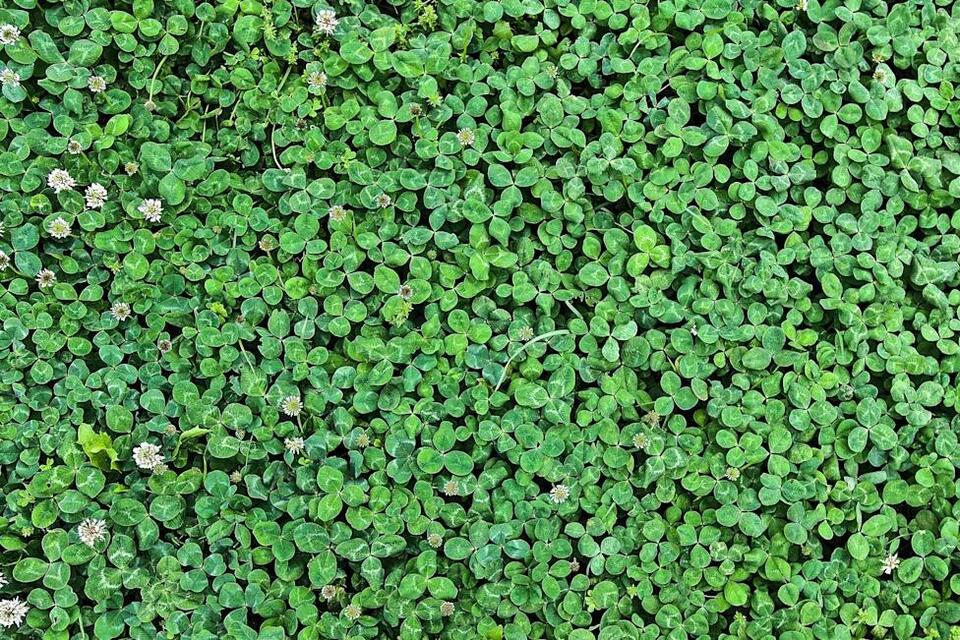 How to Grow a Clover Lawn for a Lush, Low-Maintenance, and Eco-Friendly ...
