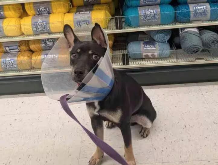 🐶 Playful, Gentle & Loyal Dogs Ready for Adoption in Austin - NewsBreak