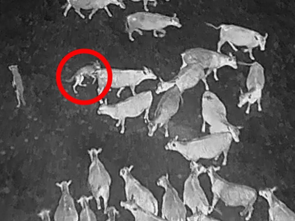 Drones blast AC/DC to deter wolves from eating cattle - NewsBreak