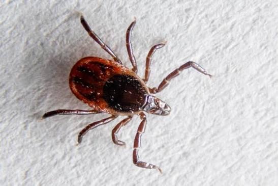 Tick biting season is here