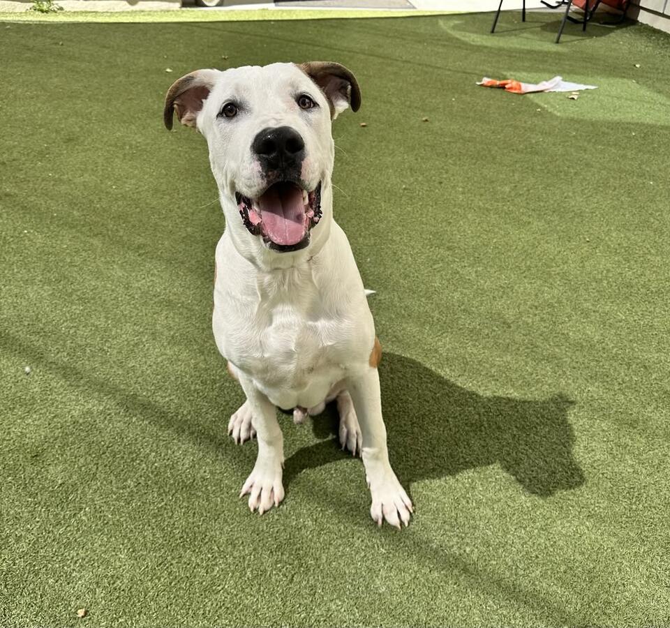 Adoption Fees Waived for Dog Sullivan in October - NewsBreak