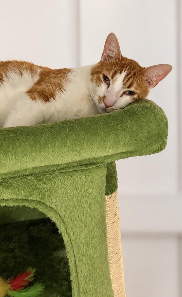 Adult cat Rusty ready for adoption in Amarillo - NewsBreak