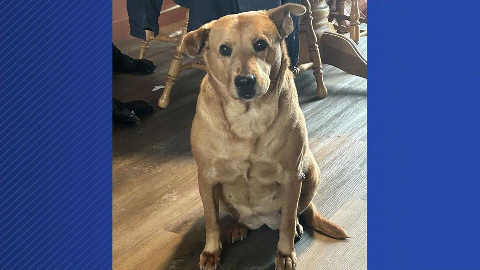 Ohio family reunited with dog after weeks missing in Mass. - NewsBreak