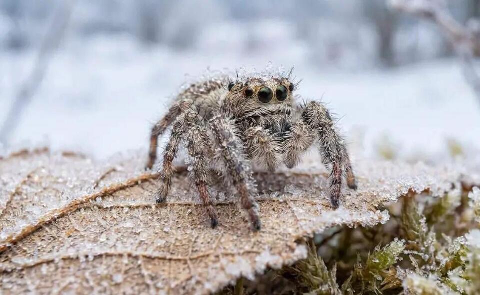 How Spiders Survive Subzero Temperatures in Minnesota - NewsBreak