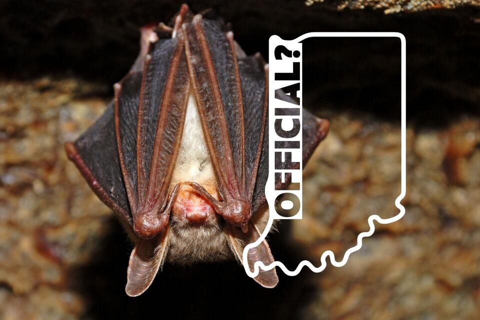 Indiana Has No State Mammal. Should It Be a Bat? - NewsBreak