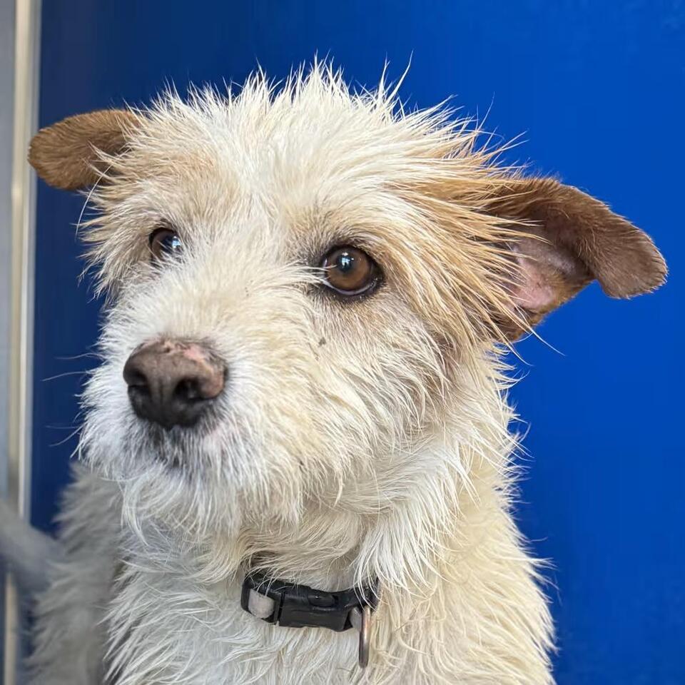 🐶 Playful &amp; Loving Dogs Ready for Adoption in Las Cruces - NewsBreak